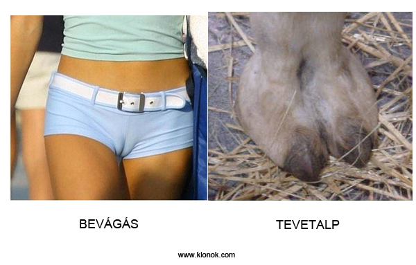 Bevágás - Tevetalp
 
Bevágás - Tevetalp