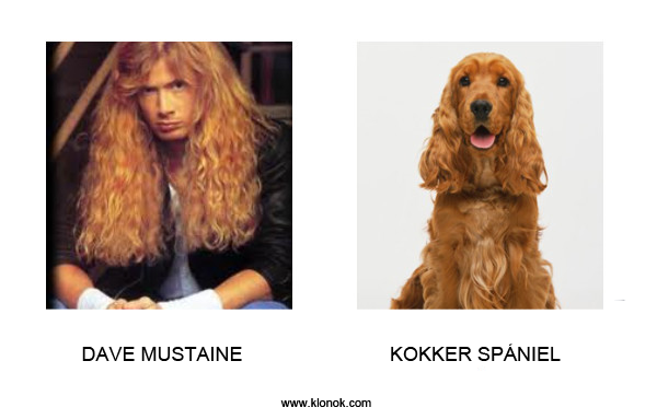 Dave Mustaine - Kokker spániel
 
Dave Mustaine - Kokker spániel