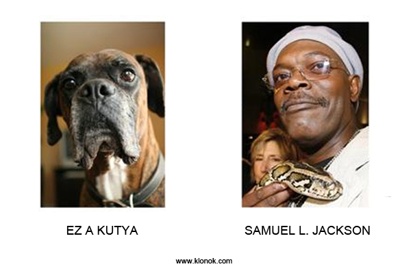 Kutya-Jackson
 
Kutya - Samuel L. Jackson