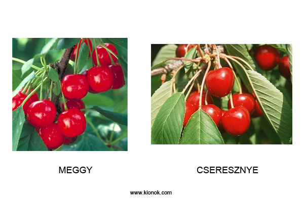 Meggy-Cseresznye
 
Meggy-Cseresznye