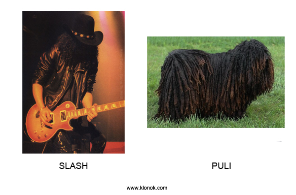 Slash-Puli
 
Slash-Puli