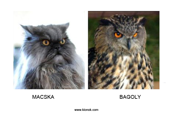 Macska - Bagoly
 
