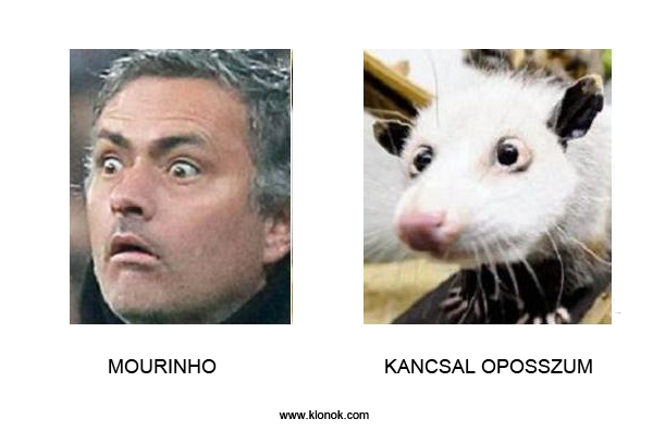 Mourinho-Oposszum
 
Mourinho - Kancsal oposszum