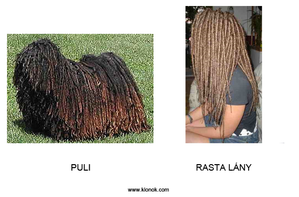 Puli-Rasta
 
Puli - Rasta lány