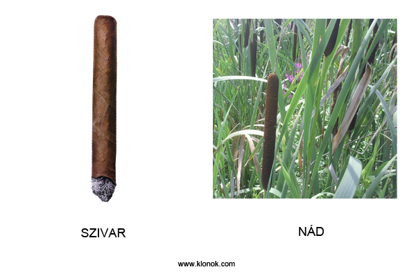 Szivar - Nád
 
