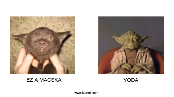 Ez a macska - Yoda
 
