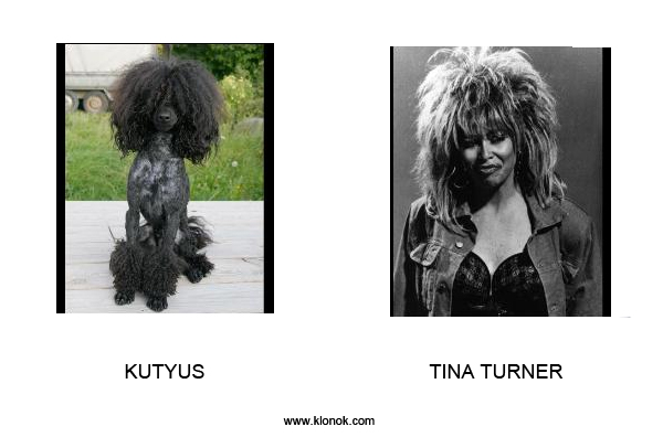 Kutyus - Tina Turner
 
