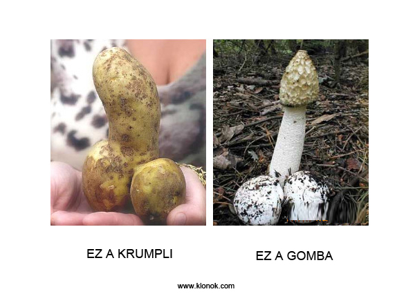 Krumpli - Gomba
 
